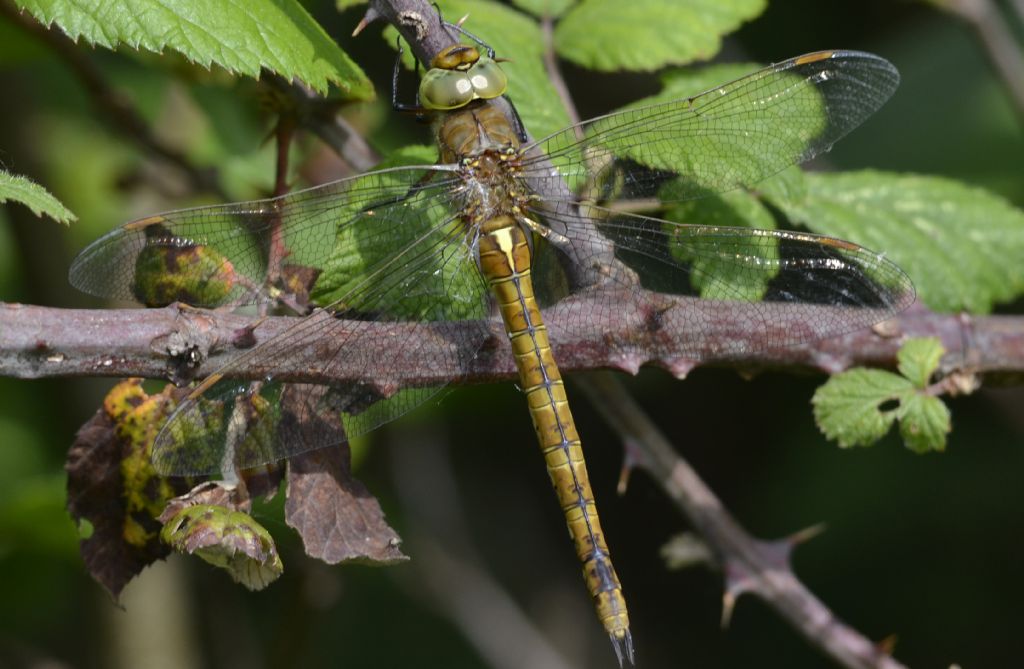 Aeshnidae id.: Aeshna isosceles